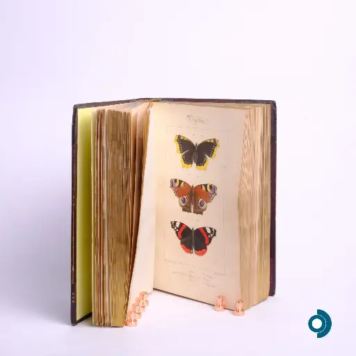 LUCAS P.H., Histoire des lépidoptères d’Europe, Paris, L. de Bure, 1845. 